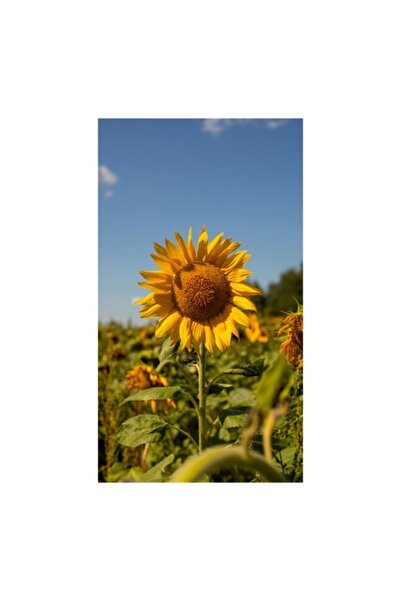 OEM Tablou Canvas, "Floarea soarelui sub cerul albastru", 50 x 70 cm