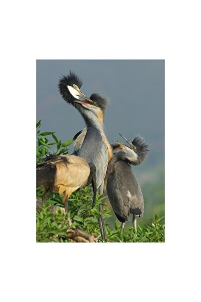 OEM Tablou Canvas, 'Dansul starcii cu creste negre', 50 x 70cm