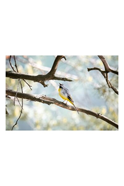 OEM Tablou Canvas, Maiastra Cantecelor in Crangul Verde, Pasare, Crengi, Cant...