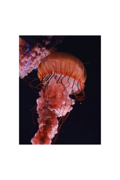 OEM Pictură pe pânză - Dansul grațios al meduzelor roz