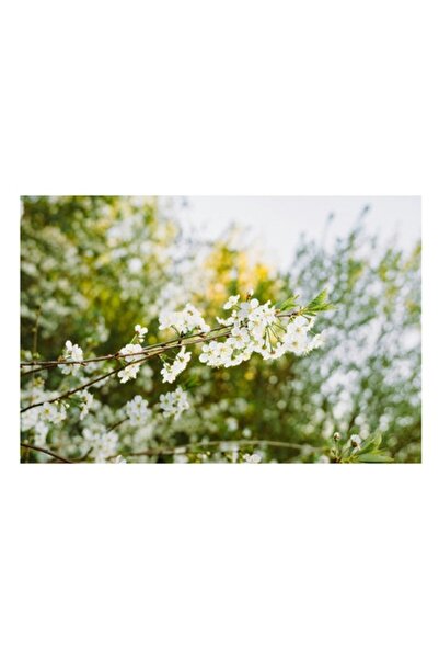 OEM Pictură pe pânză, „Flori de primăvară în lumina dimineții”, Flori, Primăv...