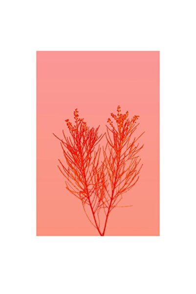 OEM Tablou Canvas, "Ritm vegetal pe fundal roz", 70 x 100cm