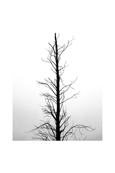 OEM Pictură pe pânză „Singurătate în alb și negru”, Copac singular, Minimalis...