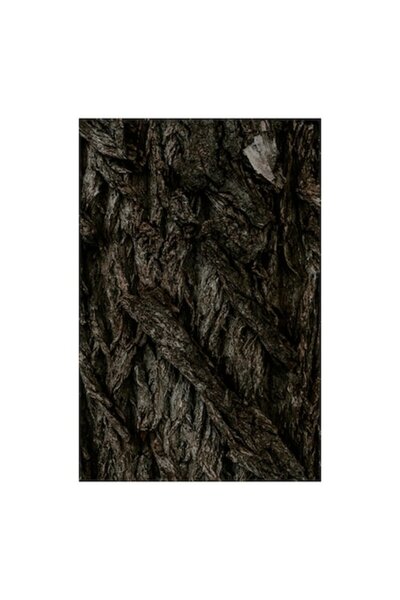 OEM Tablou Canvas, "Textura misterioasa a scoartei unui copac", 50 x 50 cm