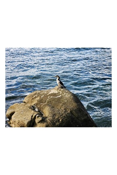 OEM Tablou Canvas, 'Cormoran solitar pe stanca marina', Piatra, Apa, Pasare, ...