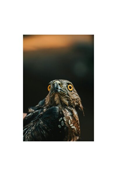 OEM Tablou Canvas, 'Zborul soimului spre orizonturi noi'