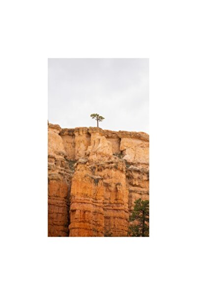 OEM Tablou Canvas, 'Un pin singuratic pe stanci rosii', 50 x 90 cm