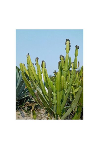 OEM Tablou Canvas Premium, 'Cactusi in bataia soarelui de vara', 50 x 50cm