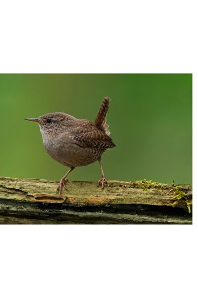 OEM Pictură pe pânză, „Pasăre mică pe o crenguță verde”, Pasăre, Crenguță, Ve...