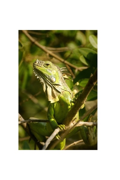 OEM Tablou Canvas, "Misterul iguanei in padurile tropicale", Iguana, Verde, Crengi, Frunze, Lumina, Natu
