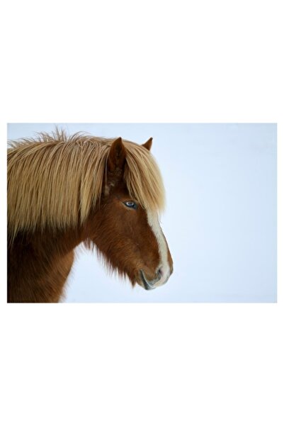 OEM Pictură pe pânză, „Nu pot spune cine este în imagine.”, Cal, Blond, Privi...