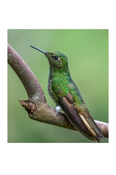 OEM Tablou Canvas, 'Colibri in Natura', Print Digital, 26 x 39cm