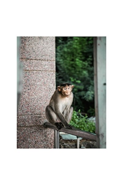 OEM Pictură pe pânză, „Maimuță contemplativă în natură urbană”, 50 x 70 cm