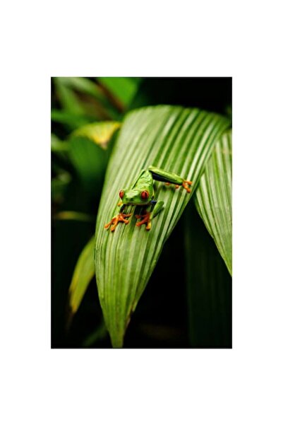 OEM Tablou Canvas, 'Broasca pe frunza tropicala verde'