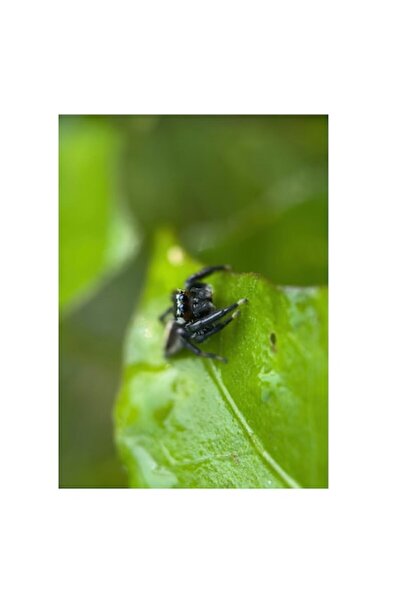 OEM Pânză Tablou, „Păianjen pe frunză verde proaspătă”, 50 x 50cm