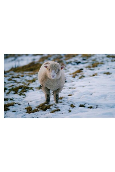 OEM Pictură pe pânză, „Oaie singuratică pe zăpadă”, Peisaj de iarnă, 100 x 100 cm