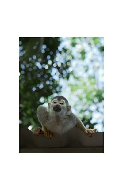 OEM Pictură pe pânză, „Maimuță contemplând cerul vesel”, Maimuță, Frunze, Cer...