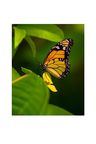 OEM Pictură pe pânză, „Fluture pe o floare luminată de soare”, 39 x 54cm