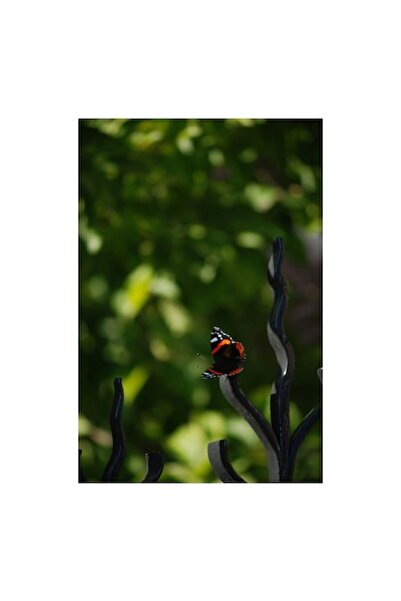 OEM Tablou Canvas, 'Printesa fluturilor pe gard de fier', Multicolor, 39 x 54cm