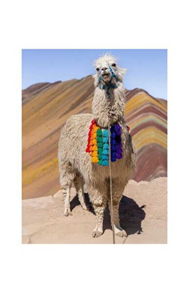 OEM Pictură pe pânză, „Lamă în culorile curcubeului andin”, 70 x 100 cm