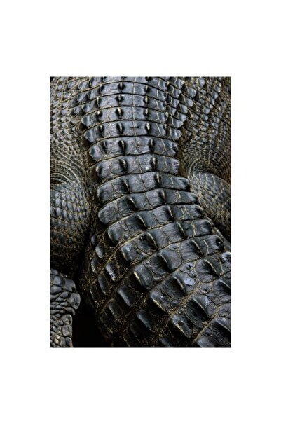 OEM Pictură pe pânză „Textura misterioasă a unui crocodil antic”, 100 x 100cm