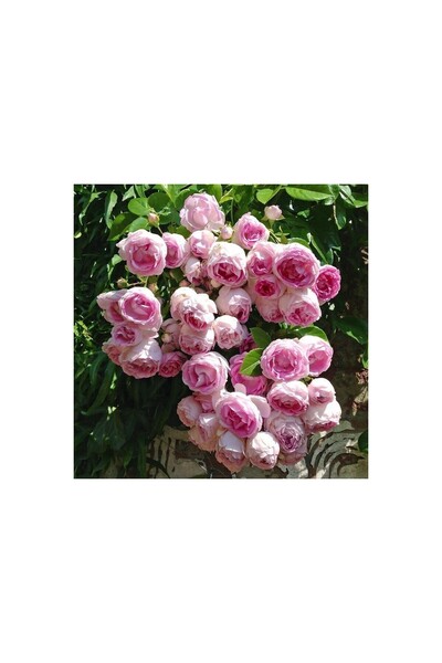 Mimoza Yediveren Pembe Beyaz Sarmaşık Ponpon Gül Fidanı 5 Adet 15-25 cm