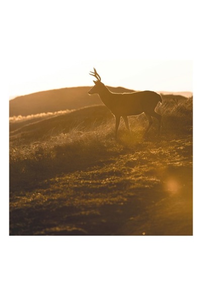 OEM Tablou Canvas, 'Cerbul in lumina apusului bland', 39 x 54cm