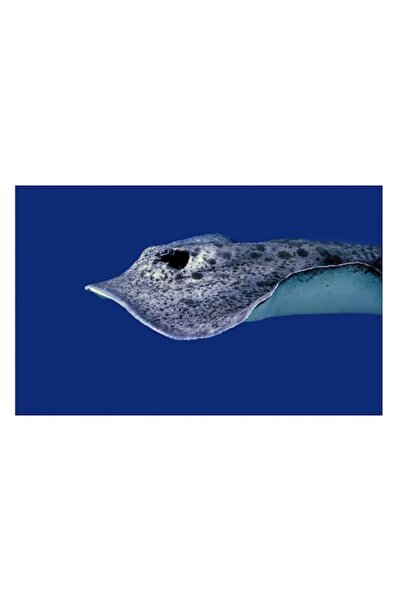 OEM Pictură pe pânză - „Pasărea albastră a adâncurilor misterioase”