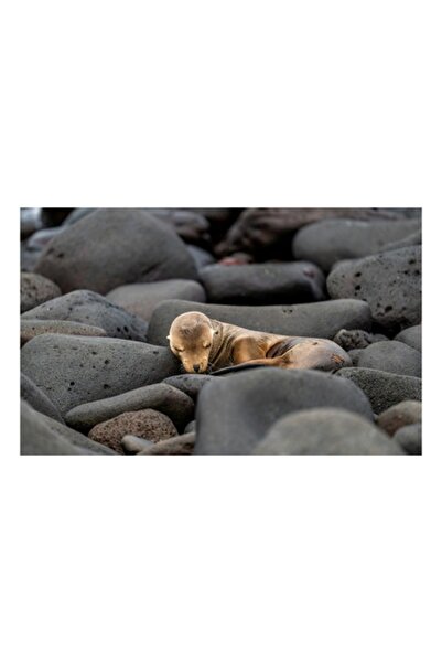 OEM Tablou Canvas, "Pui de leu de mare dormitand linistit", Foca, Pui, Odihna...