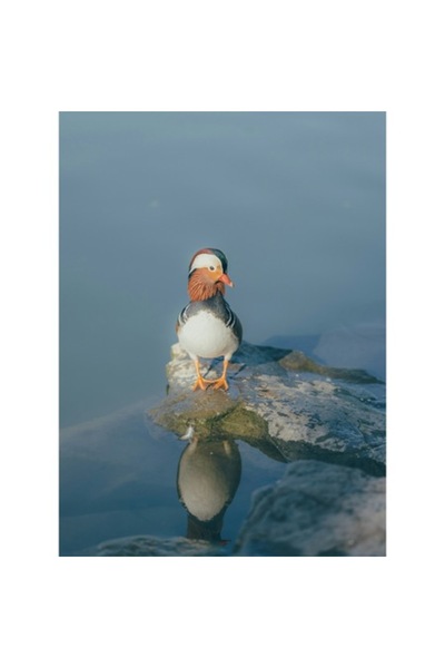 OEM Pictură pe pânză, „Rătăcind pe malul liniștit al apei”, Rață mandarină