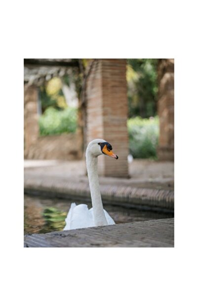 OEM Tablou Canvas, Gratia lebedei in balti primavaratice