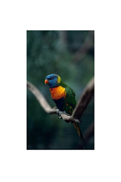 OEM Tablou Canvas, "Papagal viu colorat pe creanga", 50 x 70 cm