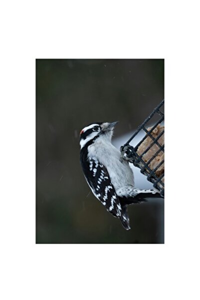 OEM Tablou Canvas, 'Ciocanitoarea pe colt de iarna', 50 x 70cm