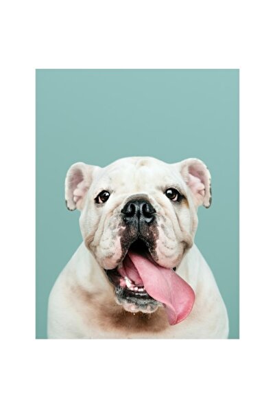 OEM Tablou Canvas Premium Bulldog Englez - Armonie si Eleganta Canina