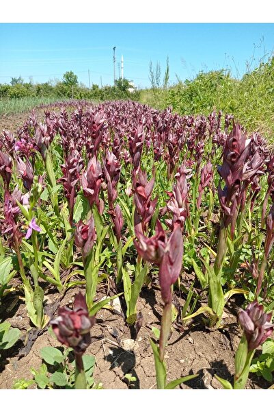 ERVA PEYSAJ 1 KG SALEP YUMRUSU