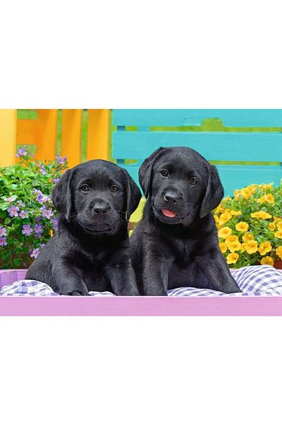 RAVENSBURGER Puzzle - Puppies, 300 pieces XXL