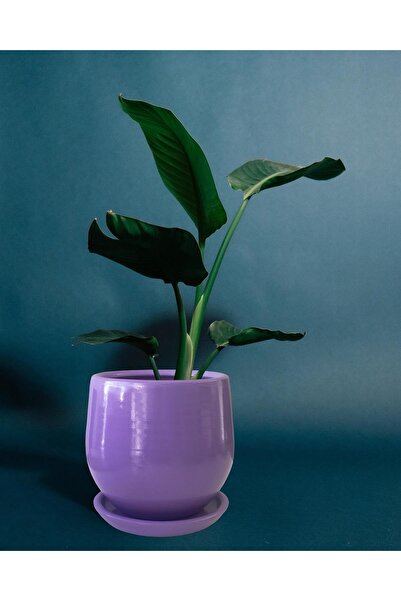 Evdek Tabaklı Armut Lila Çömlek Saksı 24x20 Cm