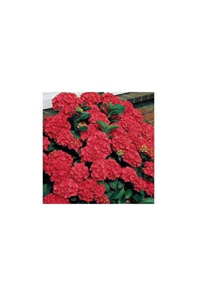 Mimoza Kırmızı Ortanca Çiçeği Fidanı 10-20 cm