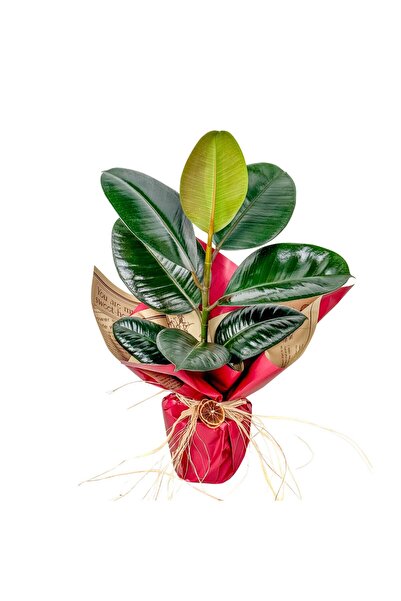 Fidanburada Kauçuk - (Ficus Elastica Robusta) Hediye Paketli