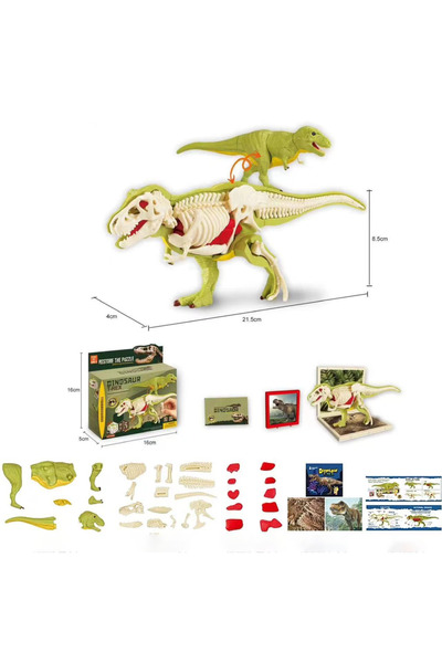 Choice ألعاب ديناصورات تشريحية ثلاثية الأبعاد من Tyrannosaurus Rex، ألعاب تجم...