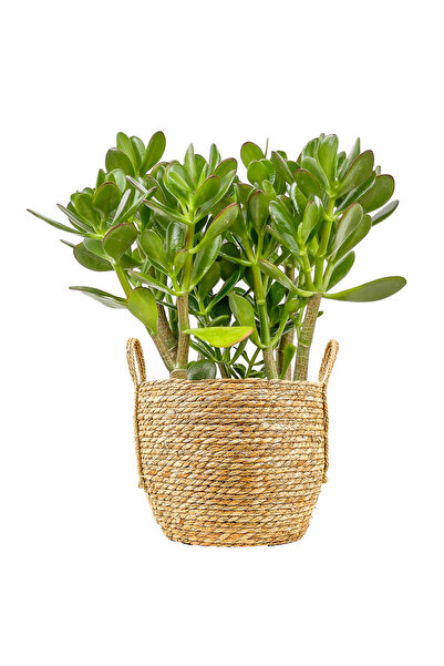 Fidanburada Para Çiçeği (Crassula Ovata) Boho Hasır Saksılı