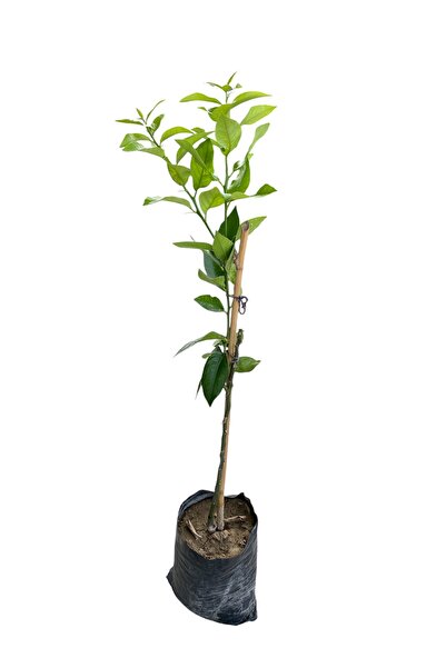 EGE GARDEN Aşılı Yediveren Limon Fidanı – 1 Yaş – 100 cm – Tüplü – Canlı ve S...