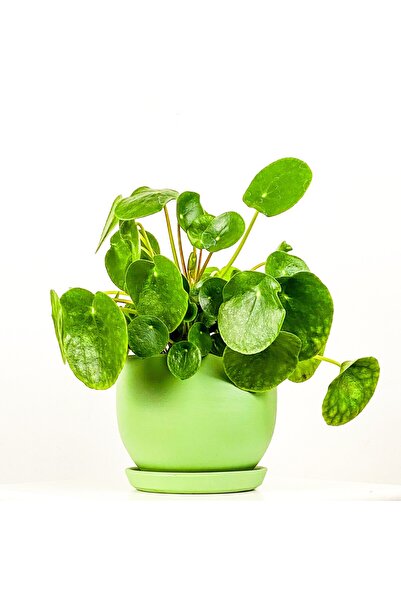 Fidanburada Çin Para Çiçeği (Pilea) Curvy Yeşil Saksılı
