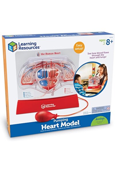 Learning Resources Modelul inimii - Pomparea sângelui