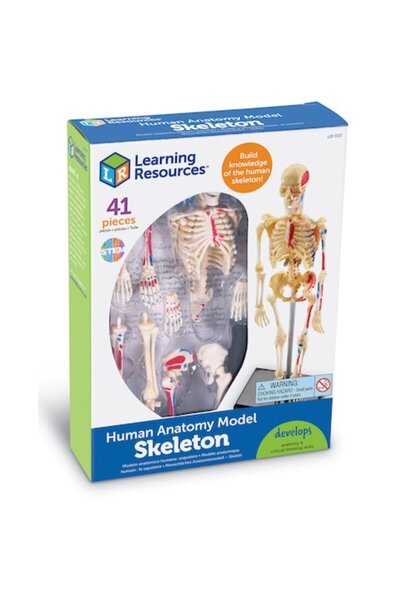 Learning Resources Educational Game Learning Resources - Human Body Model, Sk...