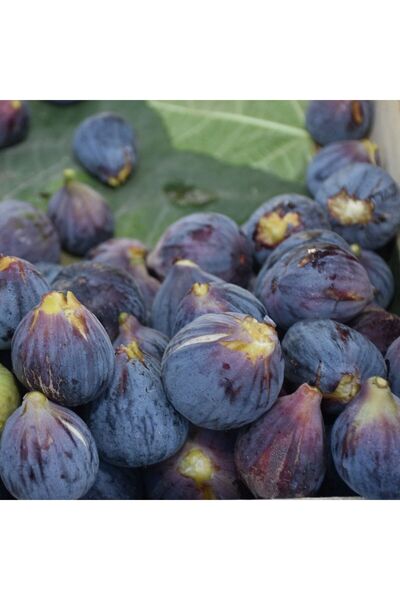 E-fidancim Tüplü Erkenci Kendine Verimli Tarsus Karası Siyah İncir Fidanı