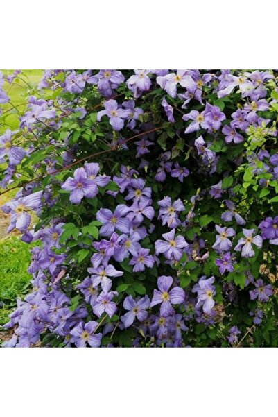 E-fidancim Emilia Plater İri Çiçekli Clematis Orman Asması Çiçeği Fidanı (10-...