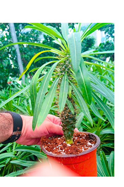 BitkiTÜRK -Madagaskar Palmiyesi Salon Çiçeği