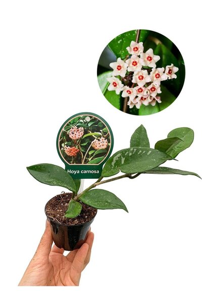 retro çiçekçilik Hoya Carnosa Yeşil Yapraklı Mum Çiçeği