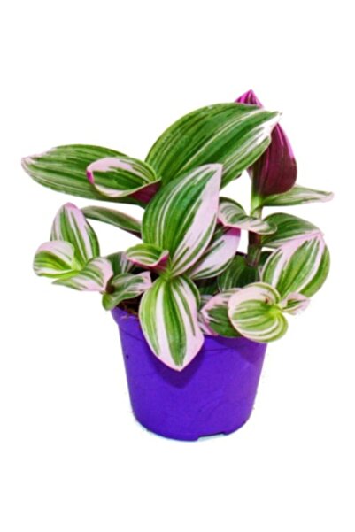 Mimoza Telgraf Çiçeği Nanouk Tradescantia 10-20 cm